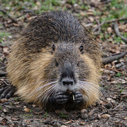 Close-up portrait of an animal