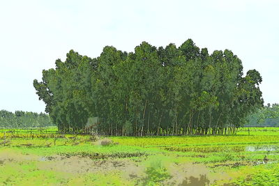 Plants growing on field against clear sky