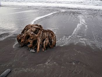 Dog on beach