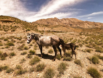 Donkeys in the desert.