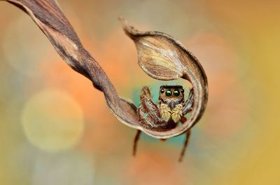 Close-up of spider