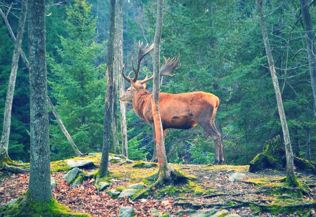 animal themes, mammal, tree, forest, one animal, herbivorous, animals in the wild, standing, wildlife, full length, nature, livestock, domestic animals, brown, deer, side view, horned, zoology, field, tree trunk