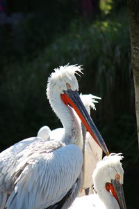 Close-up of birds