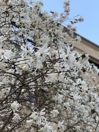 Low angle view of cherry blossoms against sky