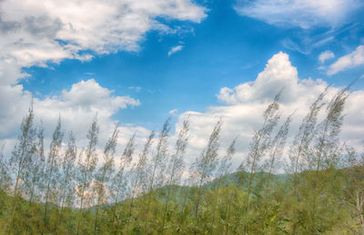 Scenic view of grass and trees against sky