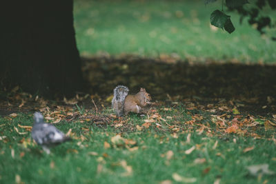 Close-up of squirrel on field