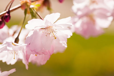 Close-up of pink cherry blossoms