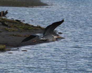 Seagull flying over sea