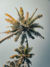 Low angle view of palm tree against clear sky