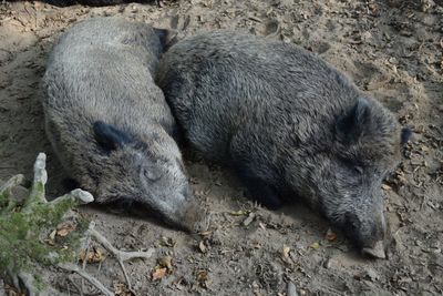 Two wild boars sleeping in the forest
