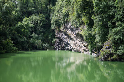 Scenic view of forest