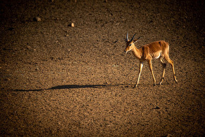 Male common impala walks casting long shadow