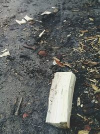 High angle view of a bird on wood