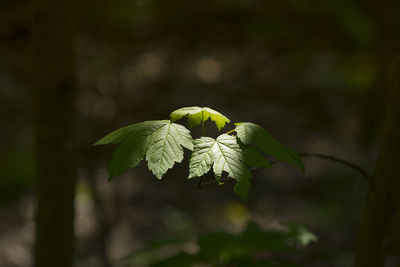 Close-up of green leaves on twig in forest