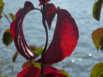 Close-up of red flowering plant