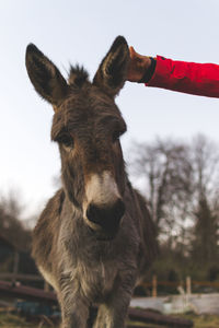 Cropped hand petting donkey