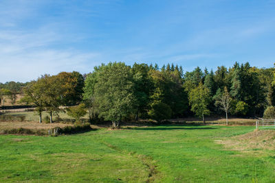 Trees on field against sky