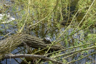 Bird perching on branch of tree