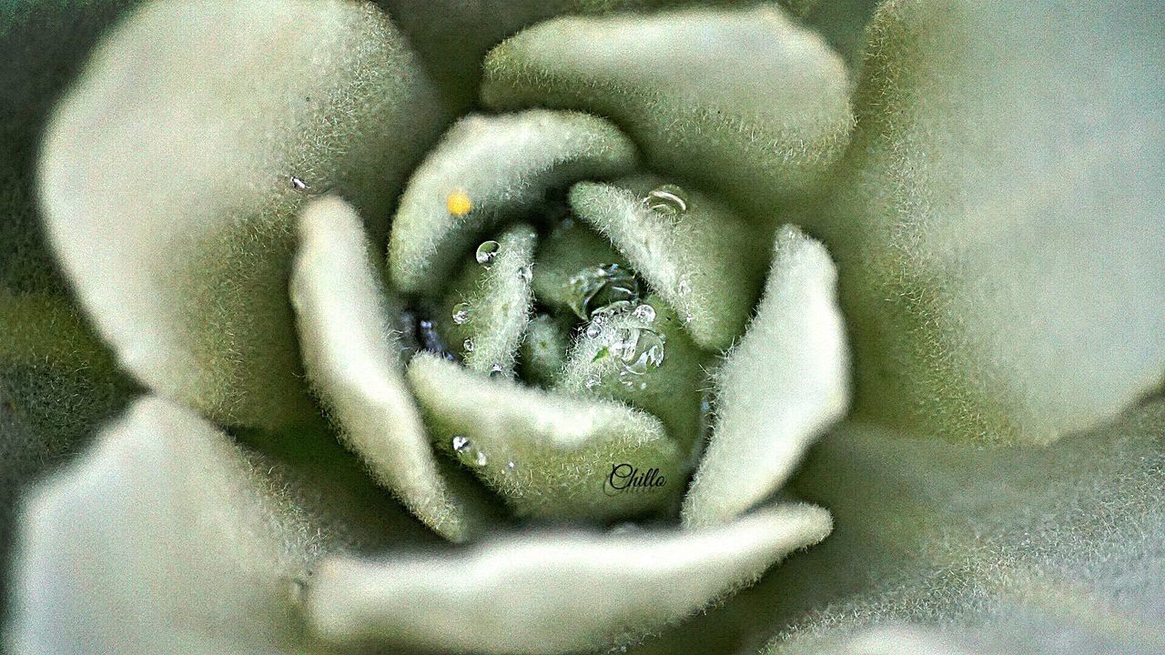 close-up, high angle view, indoors, lifestyles, person, unrecognizable person, day, part of, nature, leisure activity, sunlight, relaxation, eyes closed, wet, one animal