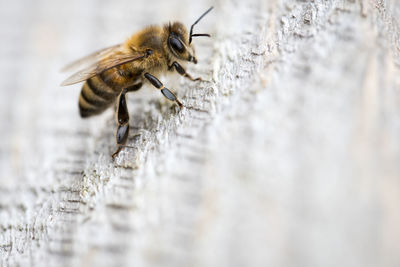 Close-up of bee