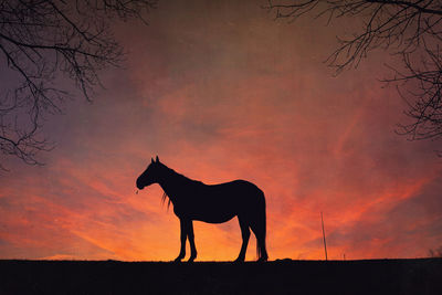 Horse standing on field against sky during sunset
