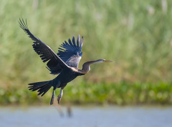 View of a bird flying