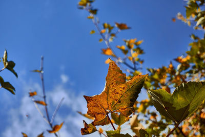 Low angle view of maple leaves against sky