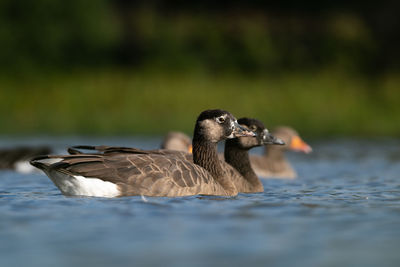 Duck swimming in lake