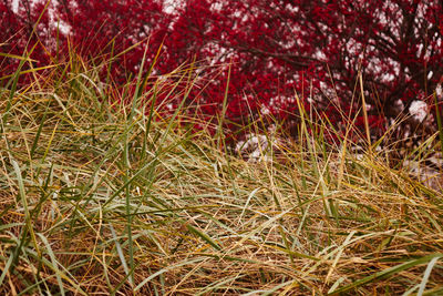 Plant growing on field