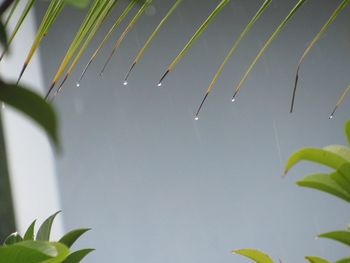 Close-up of wet plant against sky