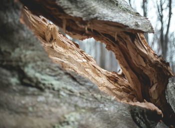 Low angle view of tree trunk