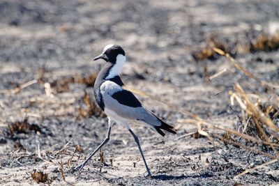 Side view of a bird on land