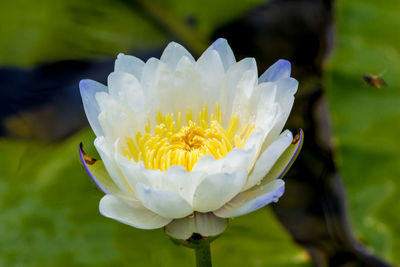 Close-up of white flower