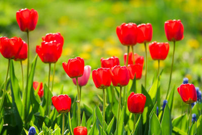 Close-up of red poppy flowers in field