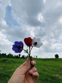 Cropped hand holding red flowering plant on field against sky
