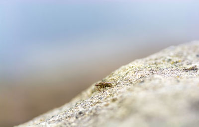 Close-up of lizard on rock