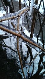 Close-up of tree trunk