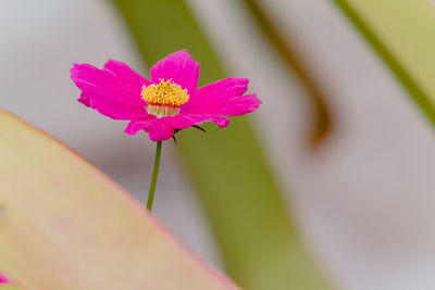 Close-up of pink cosmos flower