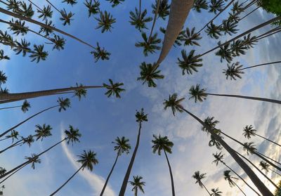 Low angle view of flowering plants against sky