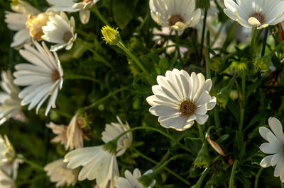 Close-up of white flowers in park