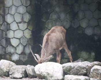 View of animal on rock at zoo