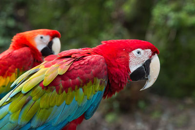 Close-up of parrot