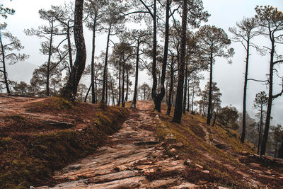 Footpath amidst trees in forest against sky