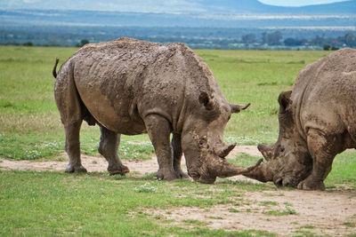 Rhino in a field