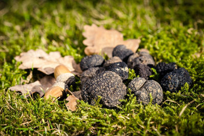 Close-up of dried food and acorns on moss