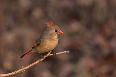 Close-up of bird perching on red outdoors