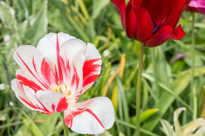 Close-up of red flower blooming outdoors