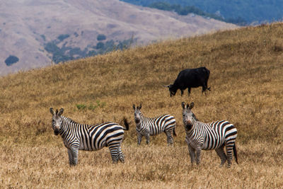 Zebras on grassy field