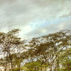 Trees against cloudy sky