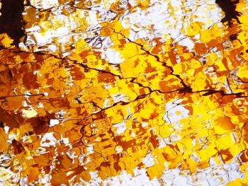 Full frame shot of autumn leaves